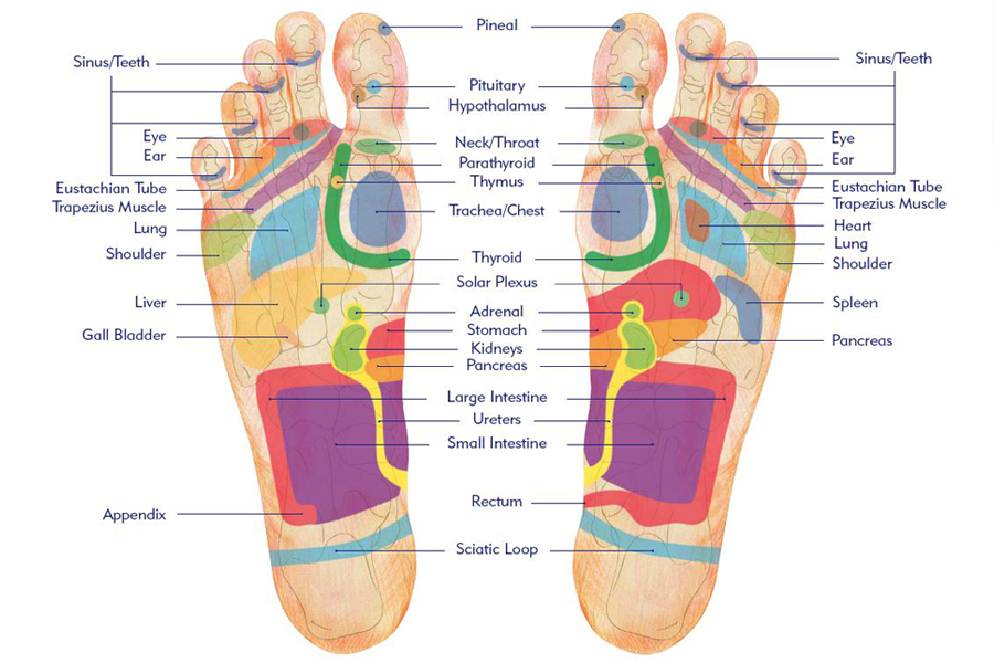 Reflexology foot map